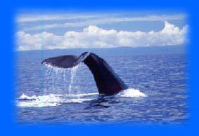 Tail of Whale